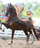 Platinum Performance French Show Harness - 2000F