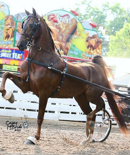 Platinum Performance French Show Harness - 2000F