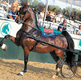 Platinum Performance Show Harness - 2000
