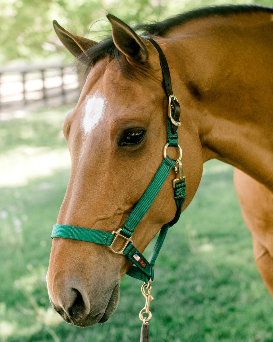 1 Selling Breakaway Horse Halter | Walsh Products – The Walsh
