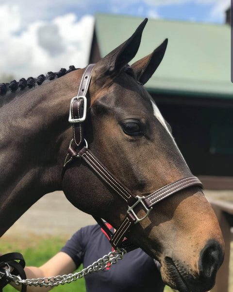 Havana British Halter with Stainless Steel Hardware