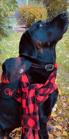 files/StacknerDogCollar.jpg