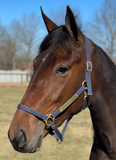 3/4" Victory Halter - 3300