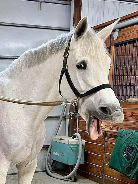 ZINNA is a fan of her Breakaway Halter!