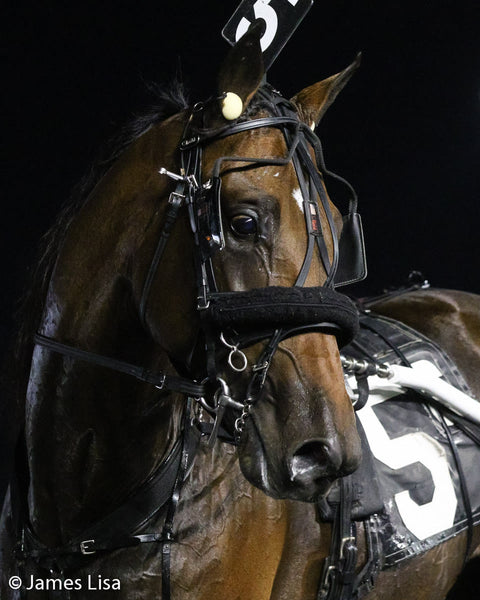Blind Bridle - US Style - 1305-PCN