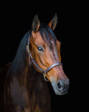 British Halter - 5100