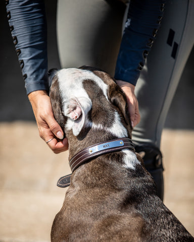 products/dogcollar.jpg