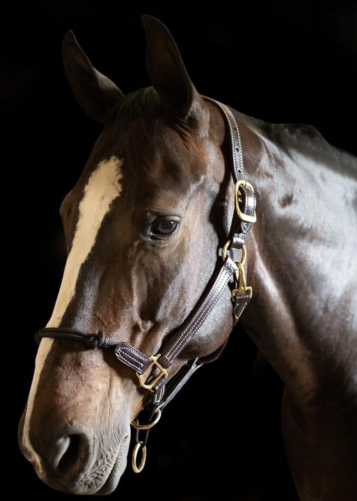 5100-Rope Nose British Halter – The Walsh Company, Inc.