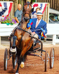 Platinum Performance Show Harness - 2000 – The Walsh Company, Inc.