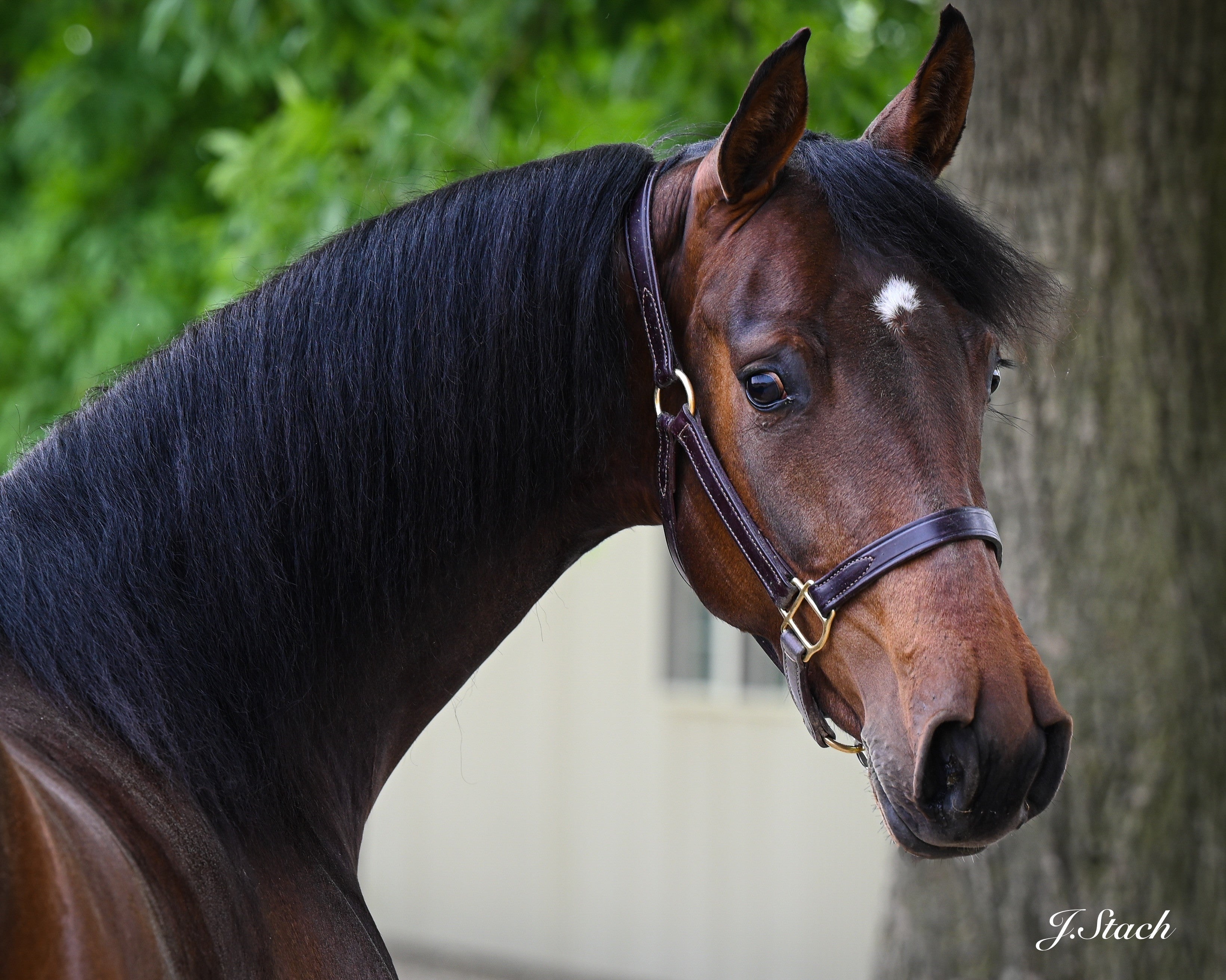 レアREGAL 2021 year model Horse Leather JImmyStack2700.jpg?v=1691535600